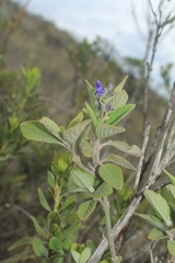 Salvia bogotensis