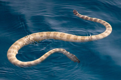 Hydrophis lapemoides