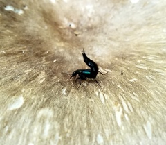 Philonthus caeruleipennis