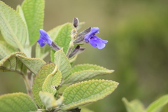Salvia bogotensis