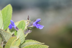 Salvia bogotensis