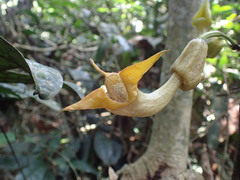 Aristolochia triactina
