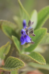 Salvia bogotensis