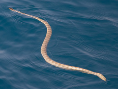 Hydrophis lapemoides