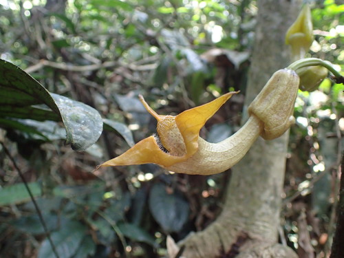 Aristolochia triactina, photograph 1