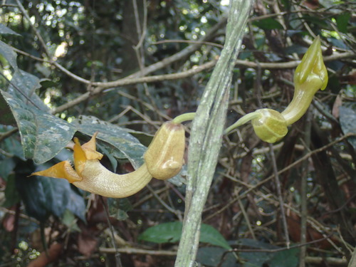 Aristolochia triactina, photograph 2