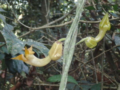 Aristolochia triactina, photograph Mahomed Desai, CC BY, iNaturalist via GBIF