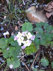 Cardamine pachystigma
