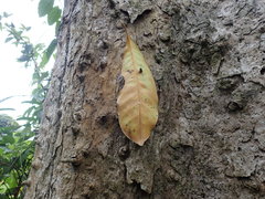 Pradosia spinosa