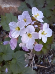 Cardamine pachystigma