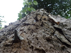 Pradosia spinosa