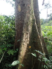 Pradosia spinosa