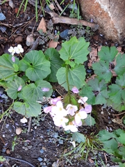 Cardamine pachystigma
