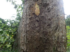 Pradosia spinosa