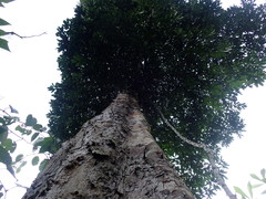 Pradosia spinosa