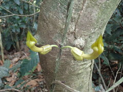 Aristolochia triactina, photograph Mahomed Desai, CC BY, iNaturalist via GBIF