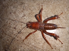 Cratomelus armatus