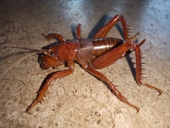 Cratomelus armatus