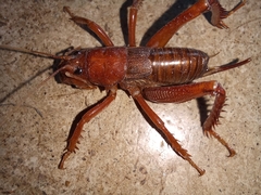 Cratomelus armatus
