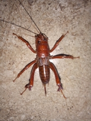Cratomelus armatus