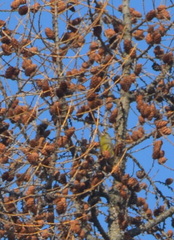 Chloris chloris