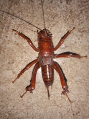 Cratomelus armatus