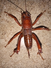 Cratomelus armatus