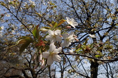 Prunus speciosa