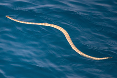 Hydrophis lapemoides