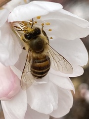 Apis cerana japonica