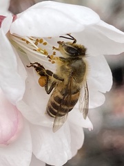 Apis cerana japonica