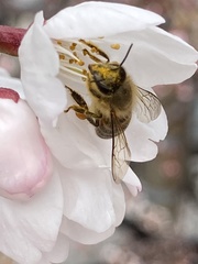 Apis cerana japonica