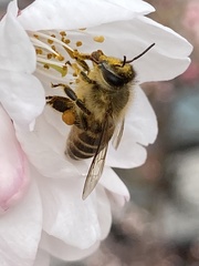 Apis cerana japonica
