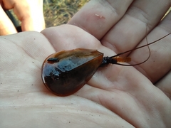 Lepidurus apus