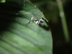 Polyrhachis militaris