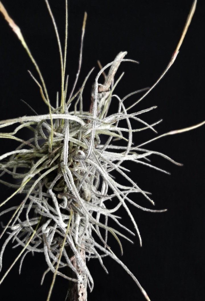 Tillandsia recurvata