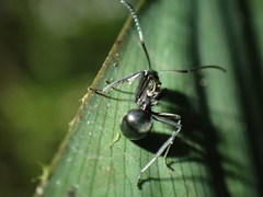 Polyrhachis militaris