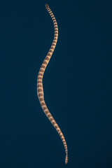 Hydrophis lapemoides