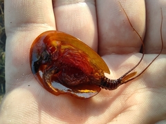 Lepidurus apus