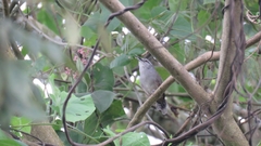 Cantorchilus zeledoni