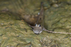 Periophthalmus modestus