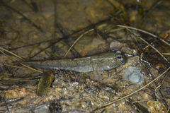 Periophthalmus modestus