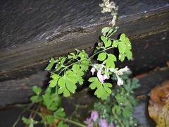 Corydalis decumbens