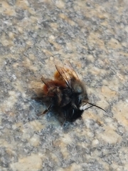 Osmia cornuta