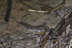 Periophthalmus modestus