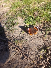 Vanessa atalanta
