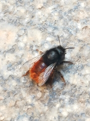 Osmia cornuta