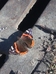 Vanessa atalanta