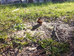 Vanessa atalanta