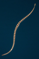 Hydrophis lapemoides